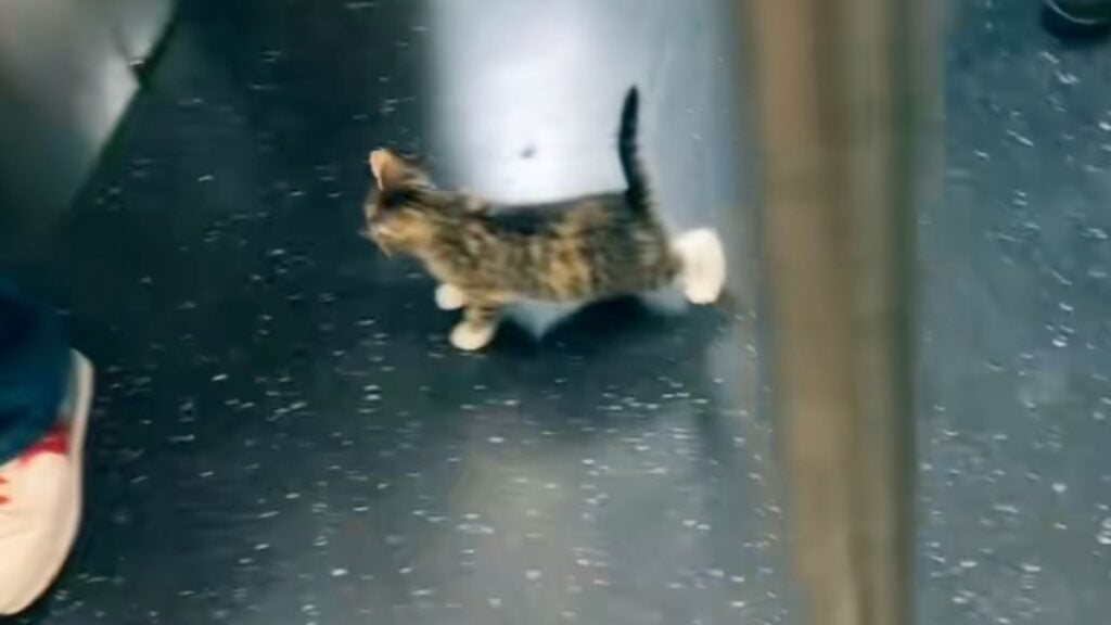 Kitten on the subway