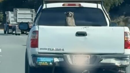 Raccoon in California truck bed