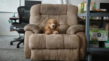 Texas dog sitter ghosted by professional athlete