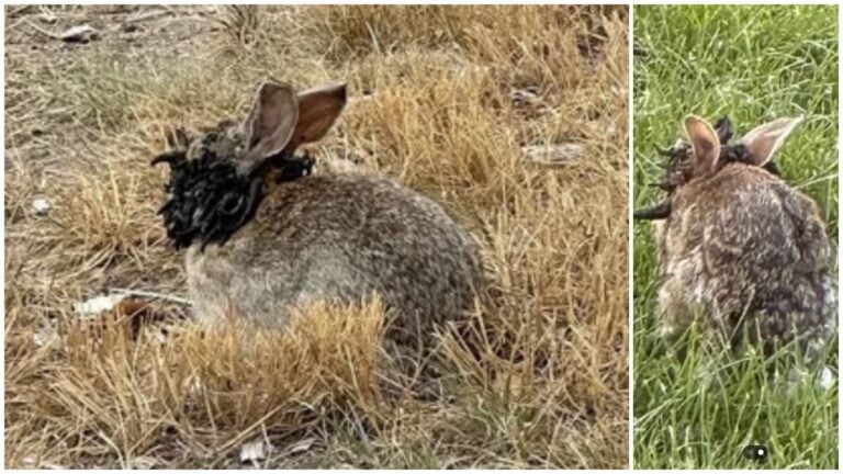 'Eldritch' Bunnies with Tentacles Growing Out of Their Head Due to Virus Spotted in Colorado