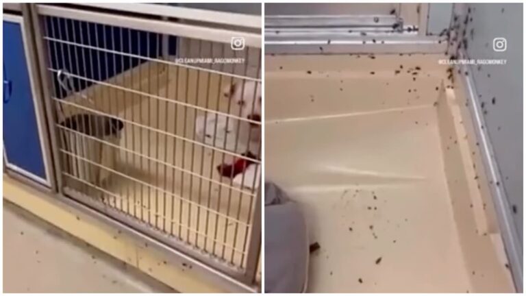 Florida Dog Shelter Slammed for 'Despicable' Roach Infestation