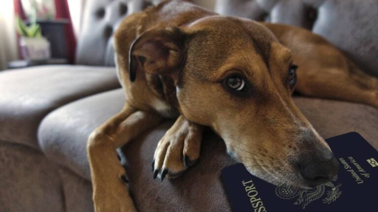 Florida dog ate passport