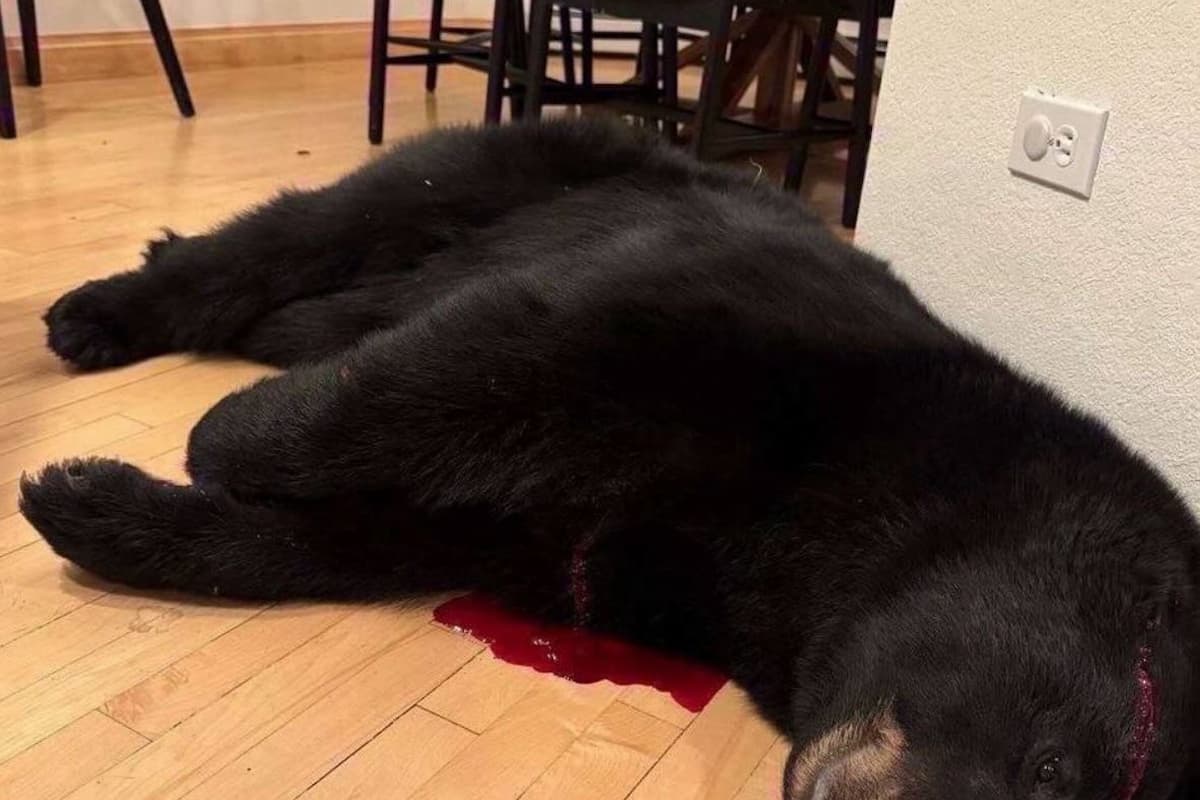 dead black bear