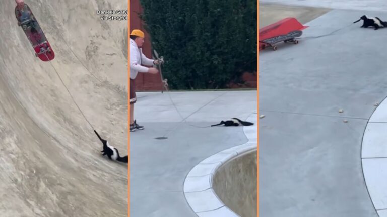 Pennsylvania Man Saves Skunk Stuck in Empty Swimming Pool, 'Skunk Understood the Assignment'