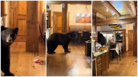 Tennessee Airbnb Turns Into 'Bearbnb' as Wild Bear Enters Property & Opens a Fridge