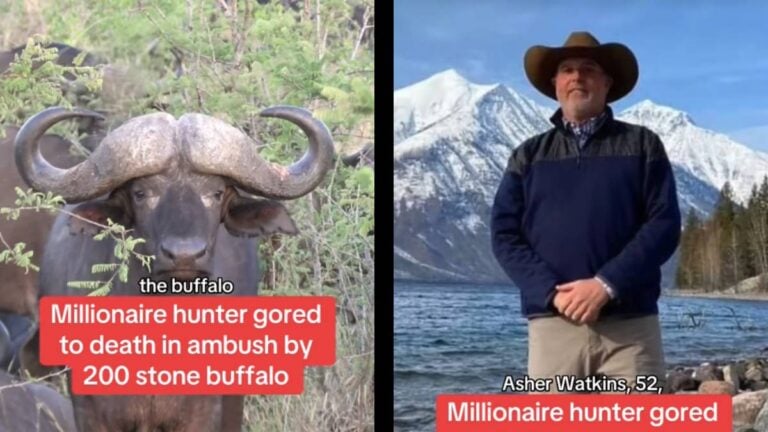 Texas millionaire kill buffalo