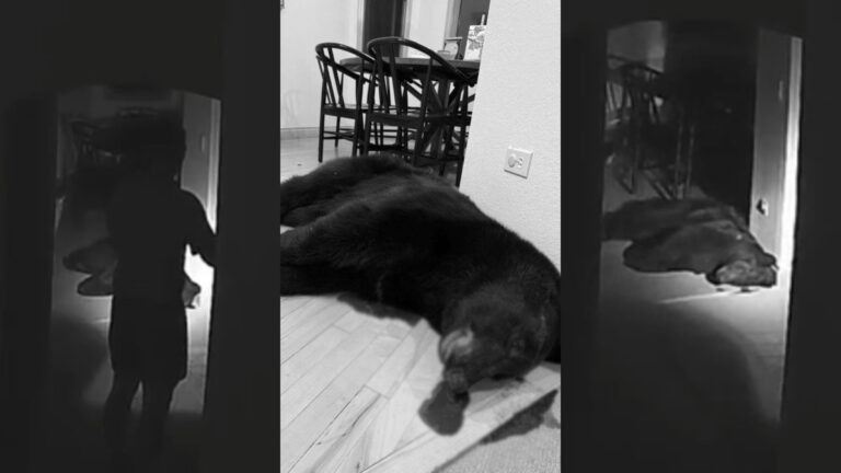 Florida Man Exercises ‘Right to Bear Arms’ on Actual Black Bear After It Invaded His Home black bear assault rifle