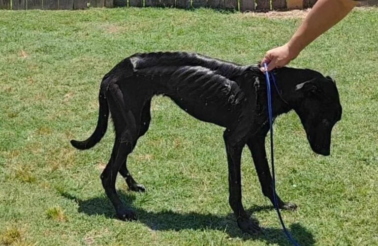 Skeleton Dog ‘So Emaciated He Could Barely Walk’ Needs a Home After Proving ‘Resilience’ in Texas skeleton dog koa in texas