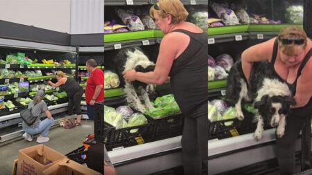 Colorado Walmart Shopper Finds Random Dog in the Lettuce Section & Rescues the Scared Pooch: ‘Should Have Been in With the Collie Flower’ Walmart lettuce dog