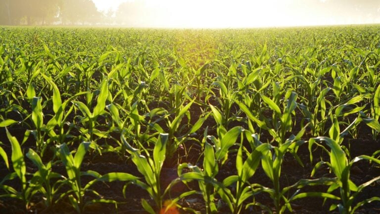 Arkansas Farmers Hold Town Hall Begging Trump for Emergency Aid