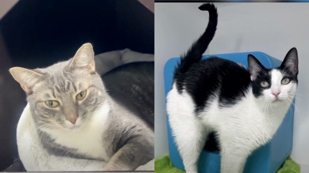 A Tampa Bay Shelter in Florida Halts Kitten Intakes Amid Distemper Outbreak: “We Can’t Risk Losing More Babies” Tampa Bay-area shelter, Florida