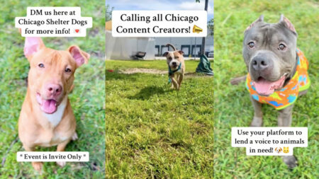 An Illinois animal shelter posts photos of their dogs, and ask Chicago-based creators to help with their rescue initiative.