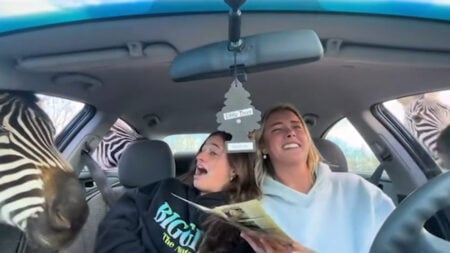 Georgia Tourists Screech As Zebras Bite and Ostrich Crashes Car Feeding Frenzy: ‘Roll Your F***ing Windows up Idiots’