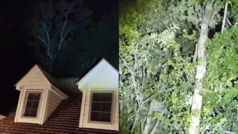Bigfoot or Escaped Monkeys? Internet Sleuths Still Stumped Over Unexplained South Carolina Creature, “I’ve Rewatched This a Few Times, It Really Perplexes Me” Video from a South Carolina man who heard something in his tree