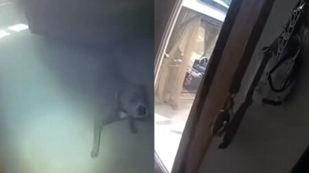 Fire Rescue Turns Wholesome as Illinois Dog Leads Officer to Leash Before Escaping: ‘One Second, Let Me Grab My Coat’ A picture of the Illinois dog.