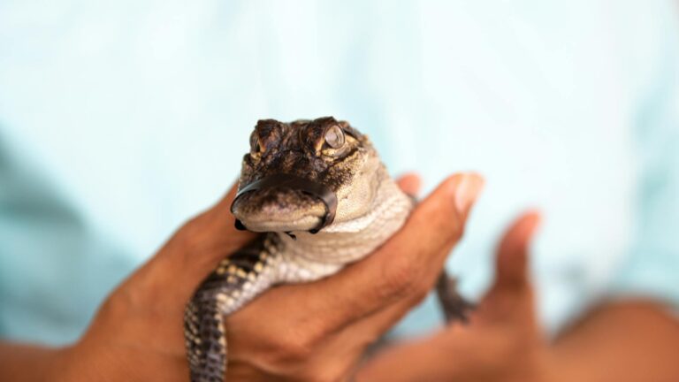 Emotional Support Alligator Banned From Pennsylvania Walmart Despite 3 Years of Loyalty: ‘Still Welcome to Florida’s Walmarts, Right?’ walmart bans alligator