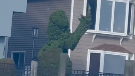 Bellmore resident shapes shrub into a person flipping the bird