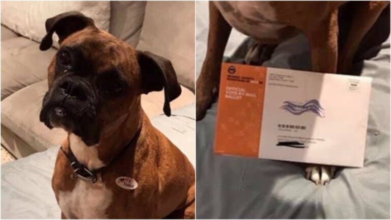 Dog voter in California