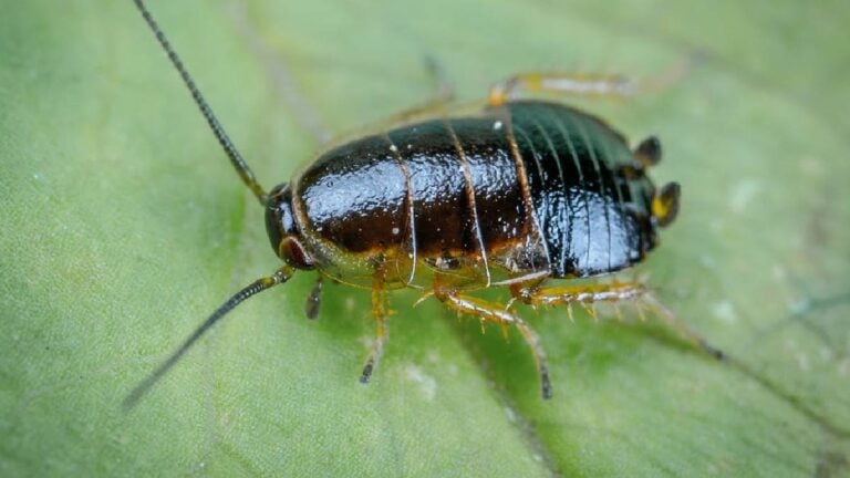 texas landlord roaches