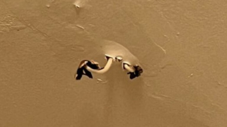 Brooklyn Man Has Mushrooms Growing in His Bathroom Ceiling