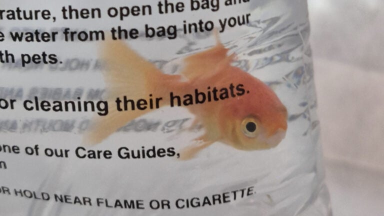 Colorado Mother's 4-Year-Old Daughter Given Goldfish Instead of Candy on Halloween