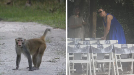 ‘MAGA Monkeys’ Crash Florida Wedding: ‘Something You Think the Government Would Handle’ Monkeys Crash Florida Woman's Wedding