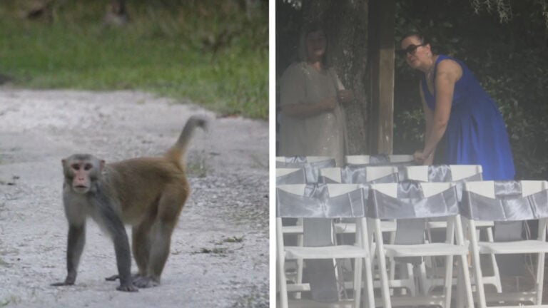 Monkeys Crash Florida Woman's Wedding