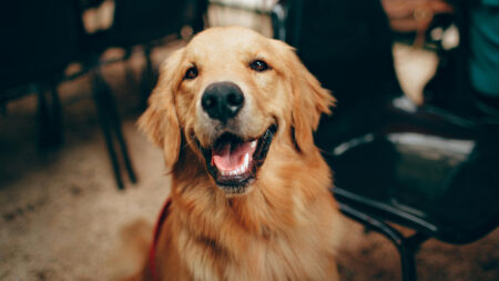 Portland Landlord Kidnaps Tenant’s Support Dog Then ‘Holds Her Hostage for $500’ As Eviction Threat: ‘This Is Terrible’ Oregon Landlord Steals Tenant's Support Dog Then Holds Her Hostage