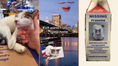 Richmond Locals Still on the Search for Local Lowe's Cat 'I'm so Stressed for Francine'