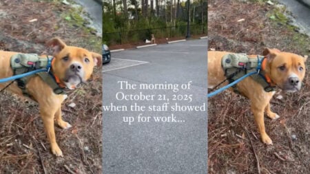 Three photos from outside an animal shelter in Beaufort County, South Carolina. The images depict a thirsty and hungry dog shelter staff found chained to a nearby fence when they arrived for work on October 21st.