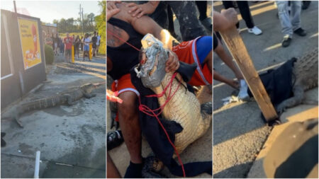 Alligator caught using duct tape