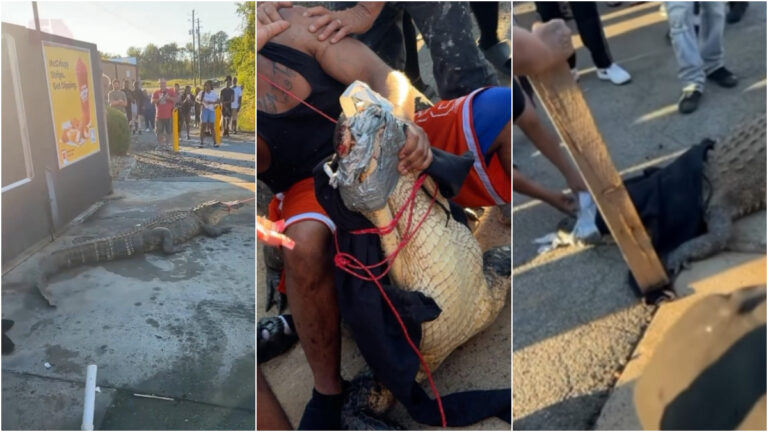 Alligator caught using duct tape