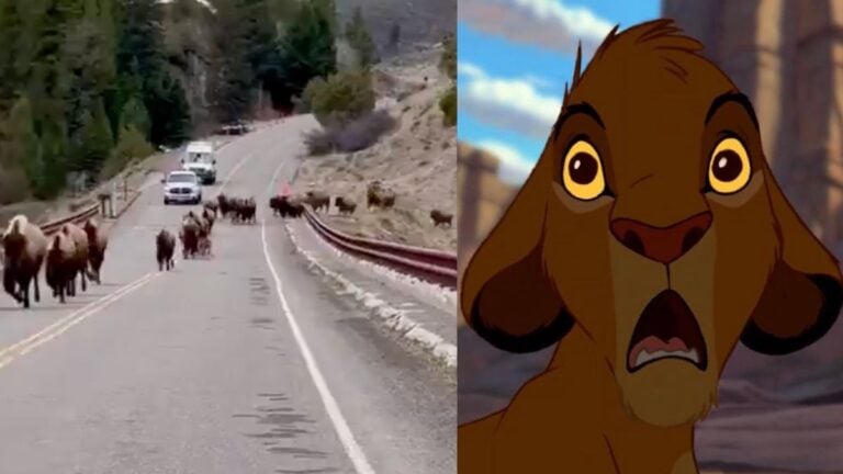 Bison stampede and Simba shocked