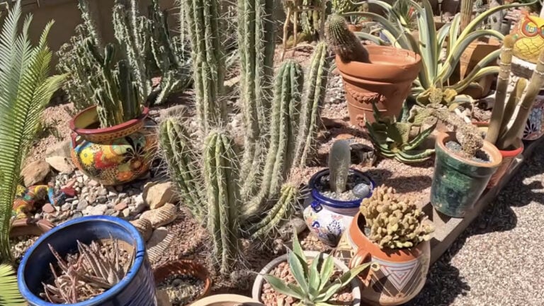 Arizona HOA Destroys Botanist's Garden of Rare Plants
