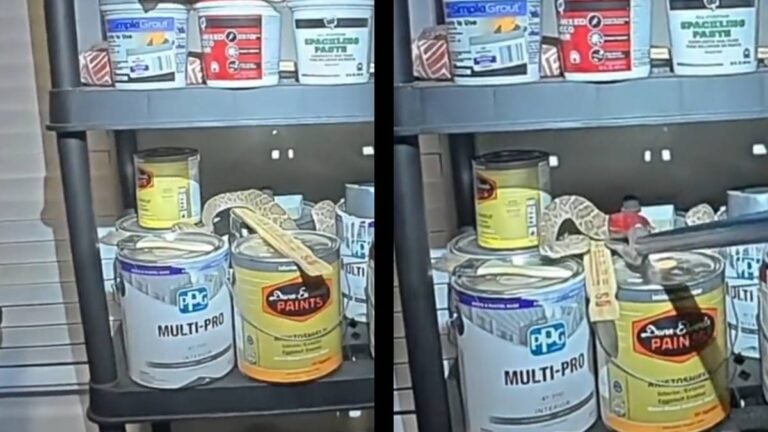 Arizona hibernating Rattlesnake