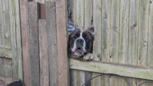 Massachusetts Neighbor's Neglected Dog Keeps Smashing Its Head Through Fence Trying To Escape