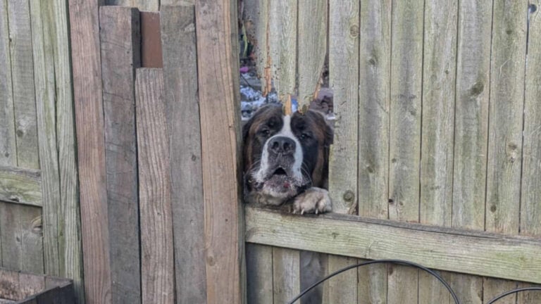 Massachusetts Neighbor's Neglected Dog Keeps Smashing Its Head Through Fence Trying To Escape