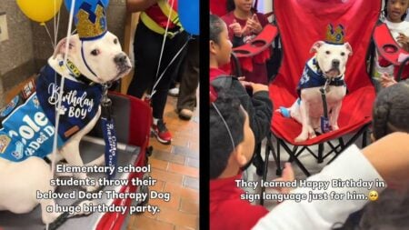 Wholesome Elementary School in New Jersey Throws Birthday Party for Deaf Dog: ‘That’s Adorable’ New Jersey Birthday Deaf Dog