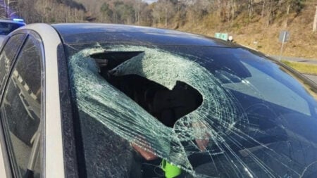 North Carolina Bald Eagle Drops Cat on Car Going Down Highway