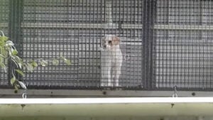 Ohio Karen Threatens To Sue Woman Who Adopted a Dog Because Another Owner Violated the Pet's Breeder Contract