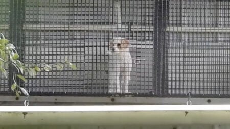 Ohio Karen Threatens To Sue Woman Who Adopted a Dog Because Another Owner Violated the Pet's Breeder Contract