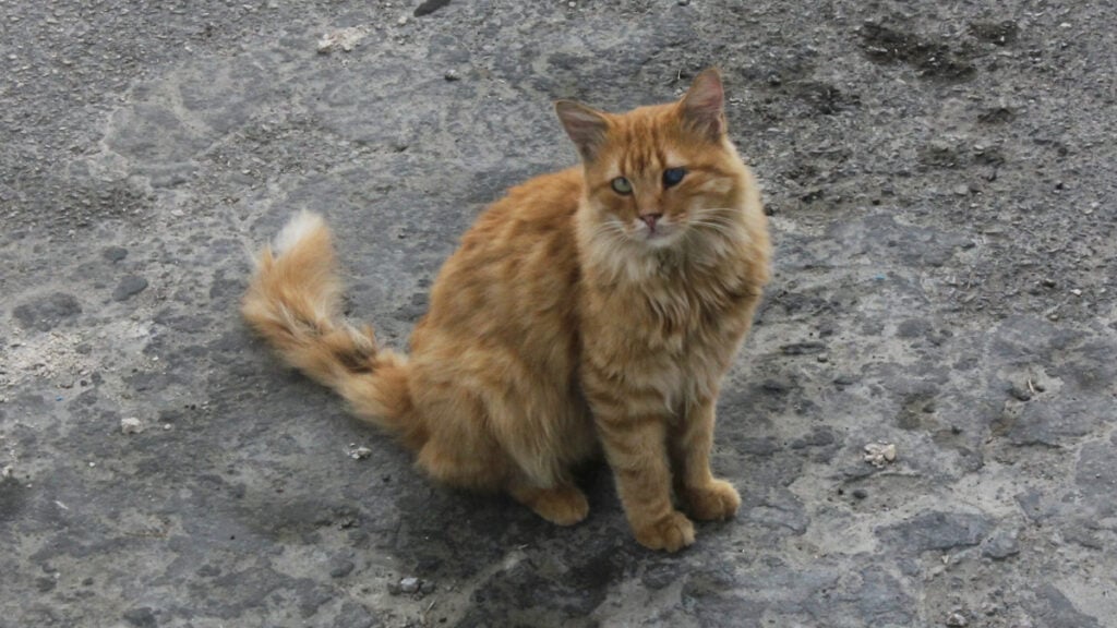 Oklahoma Karen Doxxes, Attacks, and Calls Police on Woman for Rescuing Sick Cat She Claims Is Hers