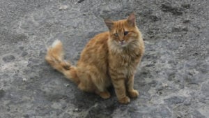 Oklahoma Karen Doxxes, Attacks, and Calls Police on Woman for Rescuing Sick Cat She Claims Is Hers