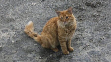 Oklahoma Karen Doxxes, Attacks, and Calls Police on Woman for Rescuing Sick Cat She Claims Is Hers: ‘That Person Is a Nutcase’ Oklahoma Karen Doxxes, Attacks, and Calls Police on Woman for Rescuing Sick Cat She Claims Is Hers