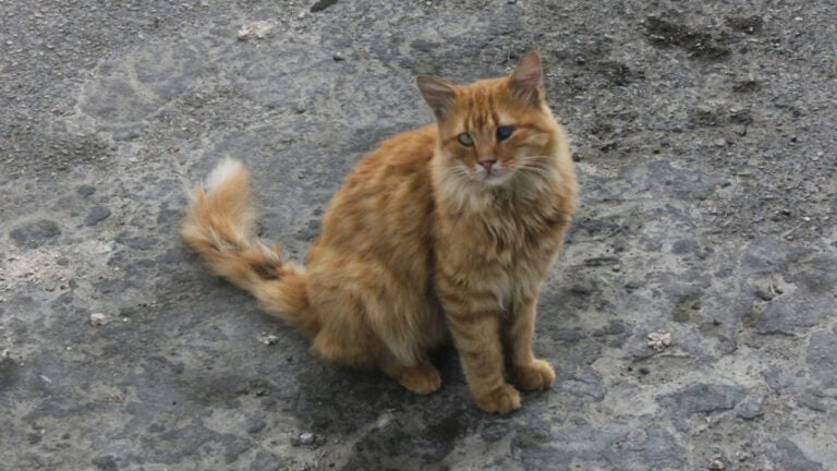 Oklahoma Karen Doxxes, Attacks, and Calls Police on Woman for Rescuing Sick Cat She Claims Is Hers