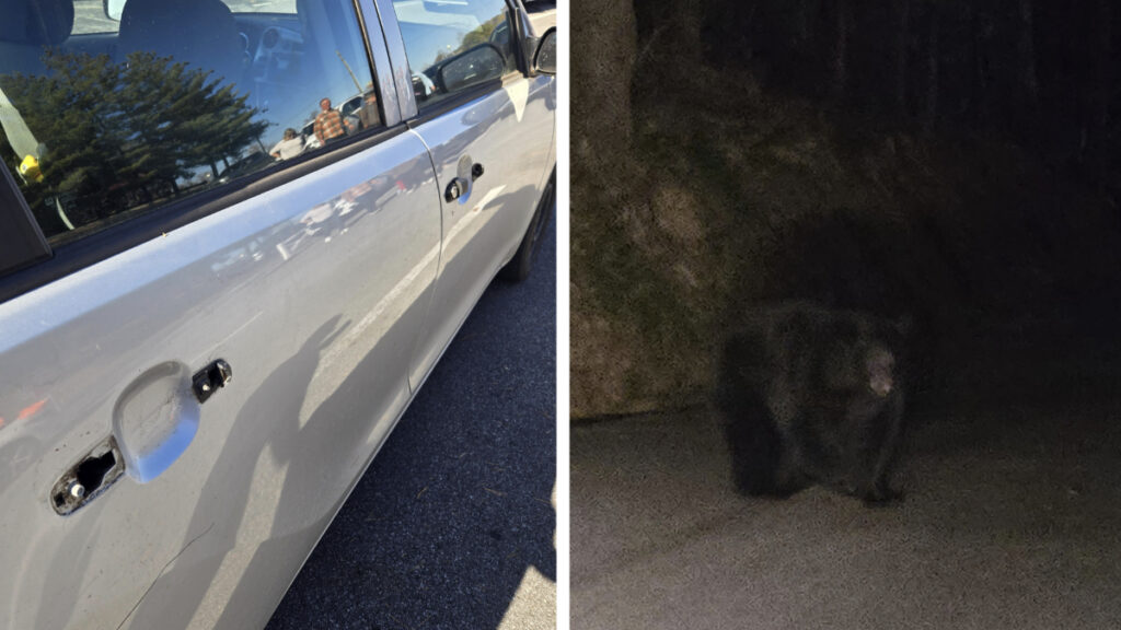 Tennessee Bear Rips Off Georgia Tourist's Car Door Handles