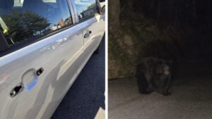 Tennessee Bear Rips Off Georgia Tourist's Car Door Handles
