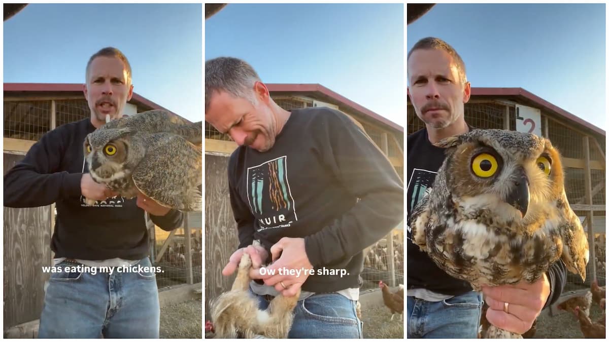 Texas Farmer Goes Viral After Owl Targets and Kills His Chickens: ‘I Wish We Could Be Friends’