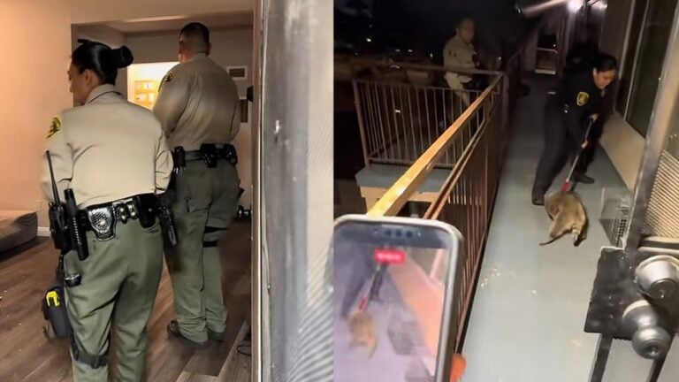 A picture of the California woman's apartment.