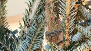 A picture of the Florida family's tree.